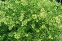 Night Jessamine (Cestrum nocturnum) plant