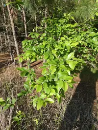 southern blueberry