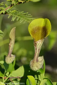 Aristolochia argentina
