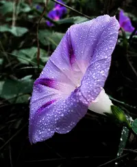 tall morning-glory (Ipomoea purpurea) plant