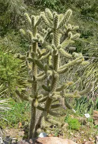 Munz's cholla