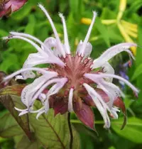 eastern beebalm