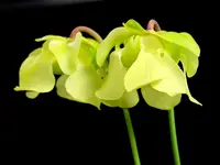yellow trumpets