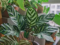 Goeppertia sanderiana
