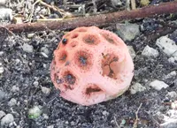 Clathrus crispatus