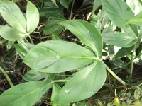 Philodendron tripartitum