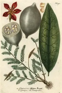 jagua
