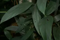 Philodendron inaequilaterum