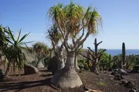Ponytail Palm (Beaucarnea recurvata) plant