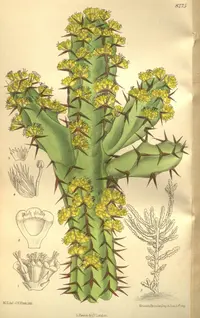 Euphorbia ledienii