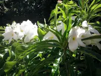 Plumeria pudica