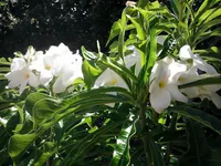 Plumeria pudica