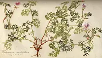 Parsley Storksbill
