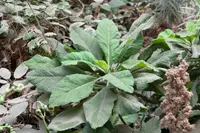 Crambe scaberrima (Crambe scaberrima) plant
