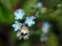 wood forget-me-not (Myosotis sylvatica) plant