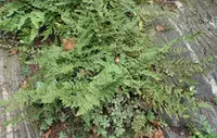 Texas lip fern (Hemionitis aemula) plant