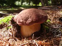 Pine Bolete