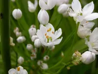 Hairy Garlic (Allium subhirsutum) plant