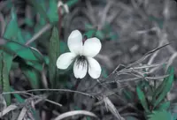 Primrose leaved violet (Viola primulifolia) plant