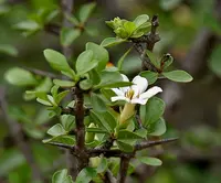 Mountain Pomegranate