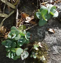 Desert Surprise (Kalanchoe humilis) plant