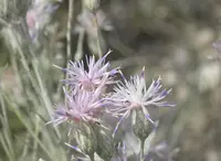 Jurinea stoechadifolia flower