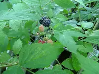 black raspberry (Rubus occidentalis) plant