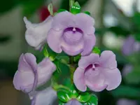Canterbury bells