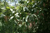 Taiwan mountain longan