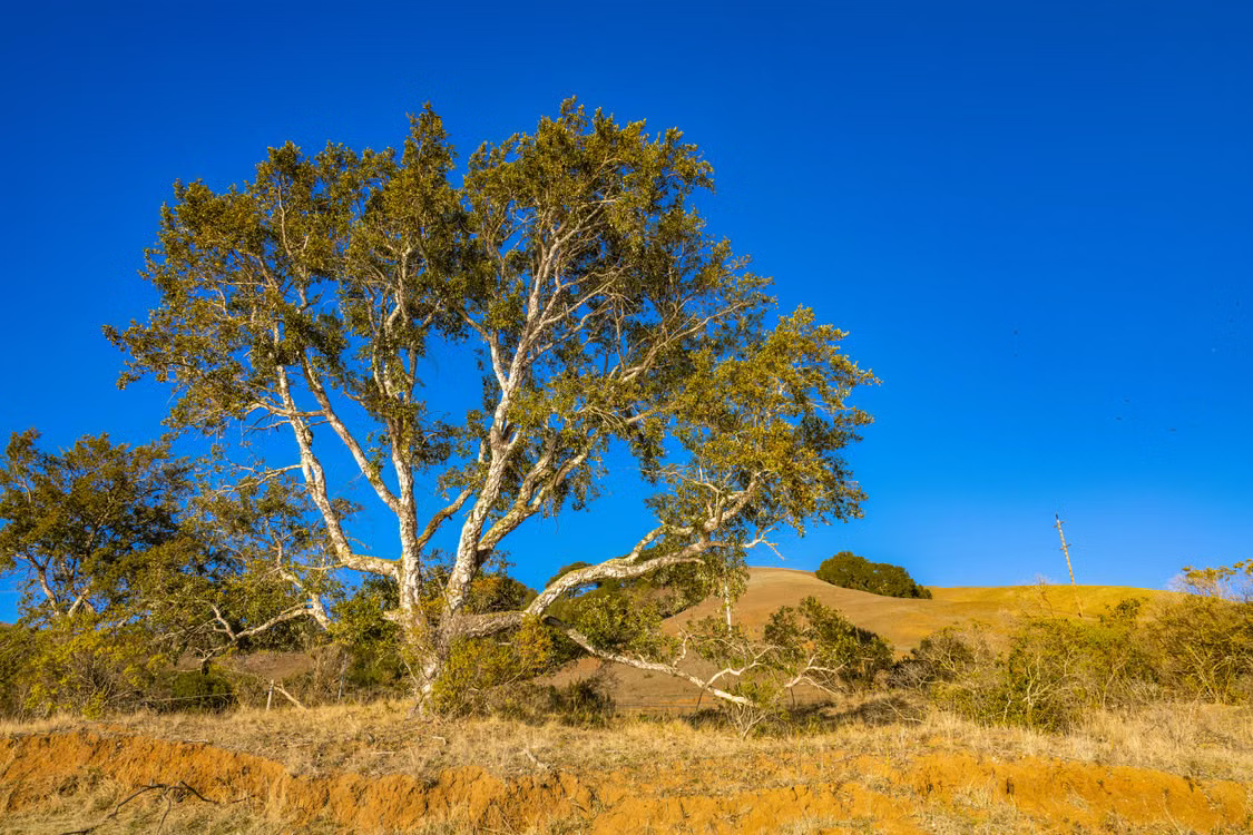 Best Front Yard Trees for Every Home and Yard - American Sycamore