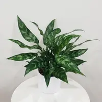 Aglaonema 'Maria' indoor