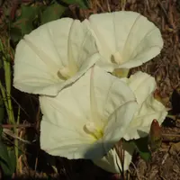 chaparral false bindweed