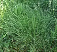 Colonial bentgrass