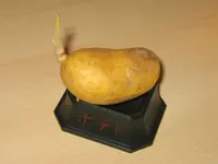 potato (Solanum tuberosum) plant