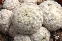 Feather Cactus (Mammillaria plumosa) plant