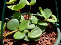 Peperomia pecuniifolia (Peperomia pecuniifolia) plant