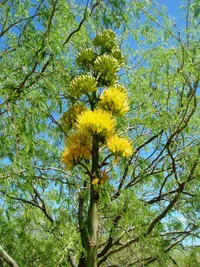 goldenflower century plant