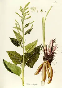 beet