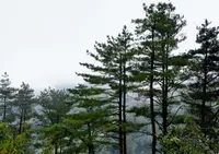 Formosa Pine