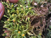 dwarf coastweed (Amblyopappus pusillus) plant