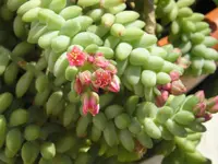Burro's-tail