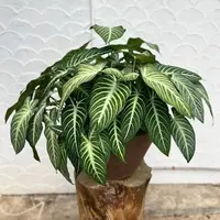Caladium lindenii plant