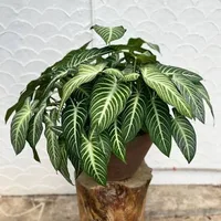 Caladium lindenii plant