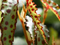 Begonia amphioxus leaves