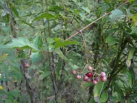 peppervine (Nekemias arborea) plant