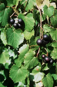 muscadine (Vitis rotundifolia) plant