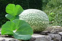 figleaf gourd