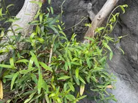 sweet apple-berry (Billardiera cymosa) plant
