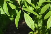 Manchurian maple