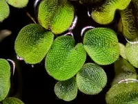 Salvinia minima leaves